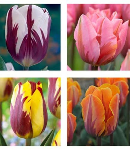 Tulpen zwiebeln Gemischt Wachstum Winterhart Mehrjährig Eine Starke Pflanze Mit Gutem