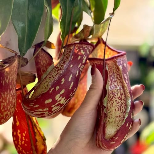 Semi di Nepenthes, regali per gli amanti del giardino prodotti sostenibili da balcone biologici d'appartamento vecchie varietà giardino serre 50pcs
