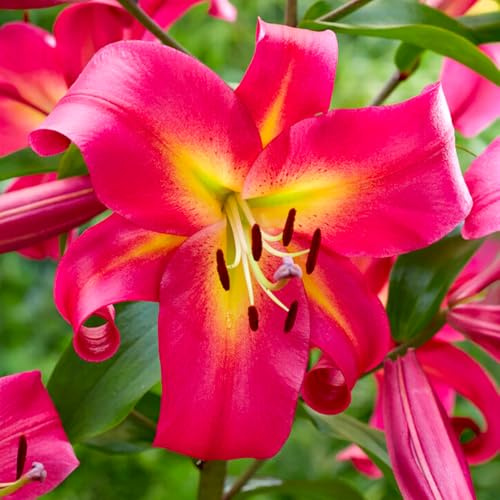 Bulbi di Lilium ORIENTAL-TRUMPET (GIGLI GIGANTI) | Bulbi provenienti dai migliori produttori Olandesi | Esclusiva selezione e controllo qualità | Fioritura garantita. (3 Lilium Trumpet EMPOLI)