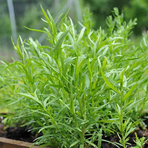 Tarragon, Tarragon HERB Seed, Non- GMO, 100 Seeds PER Package