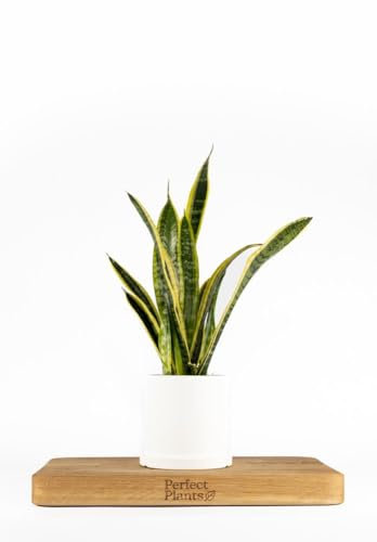 Perfect Plants Snake Plant Sansevieria Laurentii 45-55cm Tall Indoor Plant