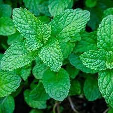 Peppermint Plant Seeds 50pcs: Only Seeds