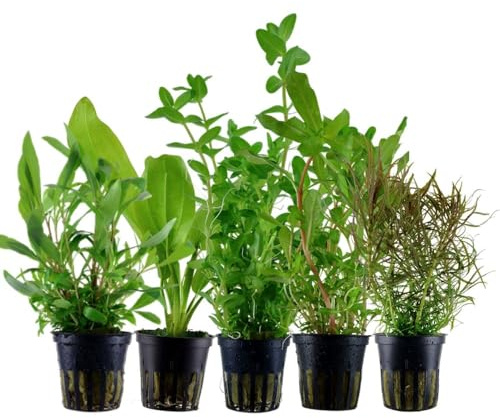 AquaOne Plantas de acuario I 5 x Plantas Acuáticas I Fondo Plantas de Acuario I Ammannia Echinodorus Bacopa Hygrophila Pogostemon I Set con 5 plantas de fondo