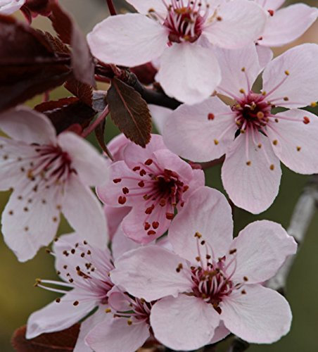 Blutpflaume Spring Glory 100-125cm - Prunus cerasifera