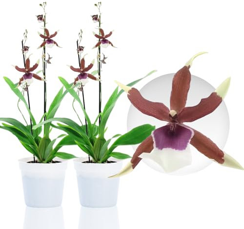 Echte Beallara Eurostar Orchideen, 2 große Zimmerpflanzen aus Holland, 30-40 cm hoch mit Blüten und duftend.(keine künstliche Orchidee, ohne Dünger und Topf, kein Samen und nicht winterhart)