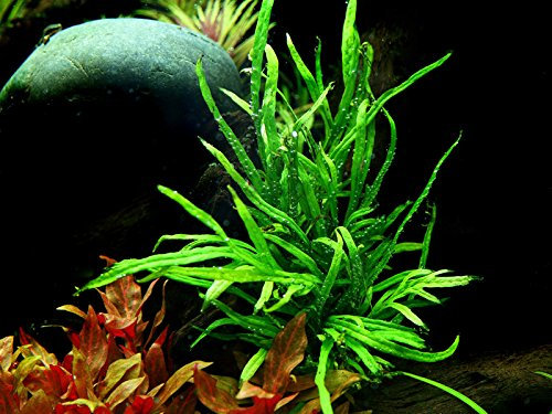 AquaOne Plante d'aquarium Microsorum pteropus « Trident » I Plante aquatique Plante d'aquarium Porte-racine/rhizome entièrement enracinée Facile à entretenir Décoration d'aquarium