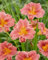Bulbos De Azucenas,Flores Para Todas Las Estaciones,Azucenas, Patio, Azucenas Silvestres,JardíN,Plantas Perennes Vigorosas Y Resistentes, Hemerocallis Bulbos-10bulbos-A
