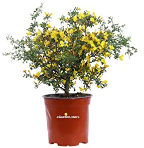 Pianta di Calicotome Spinosa Pianta di Sparzio Spinoso Pianta di Ginestra Spinosa pianta da esterno pianta da giardino pianta vera di Calicotome pianta ornamentale venduta da eGarden.store