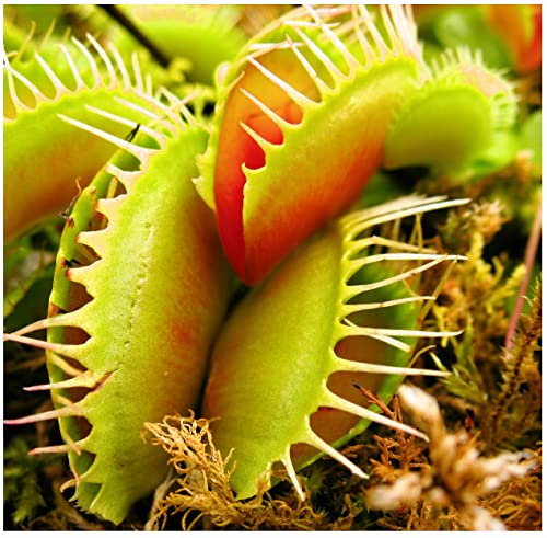 Carnivorous Plant Soil - 11 Litres Venus Fly Trap, Sarracenia & Terrarium Potting Compost - Hydrate at Home