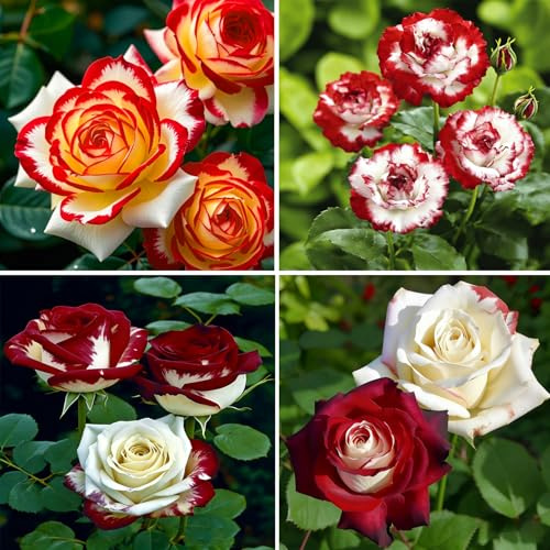 Mixrug Rare Twin Red White Rose Seeds for Planting, 100+pcs Rare Red White Rose Flower Seeds Plants,Non-GMO Heirloom Home Garden Ground Cover Beauty Flowers for Outdoors Indoors