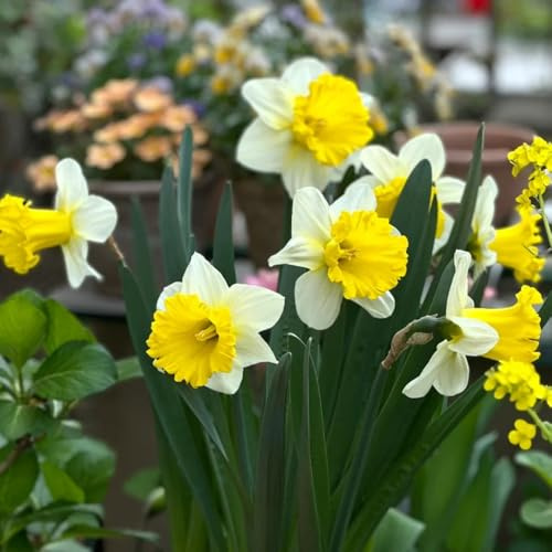 narcisi decorazioni da giardino,da,decorazioni moderne per il soggiorno resistenti,in vaso giardino to,colorato bulbi 2Bulbo