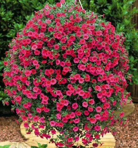Frisch Petunia Fire Chief 500 semi Petunia Nana Compacta