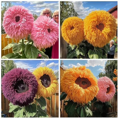 600+ Mixed Sunflower Seeds for Planting - Rare Giant Teddy Bear Sunflower Seeds Non-GMO Heirloom Perennial Flower for Garden Outdoor Attracts Pollinators