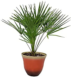 European Fan Palm with Resin Pot - Palm Tree Plant Live - Overall Height 30 to 36 - Tropical Plants (Honeysuckle Tequila Sunrise)