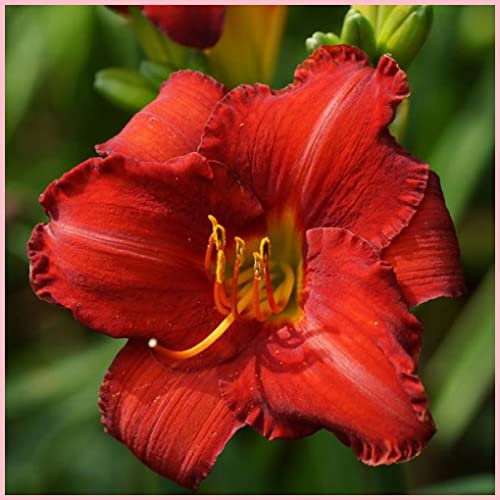 Daylily,Hemerocallis bulbi,bulbi di Hemerocallis,resistente, facile da sopravvivere