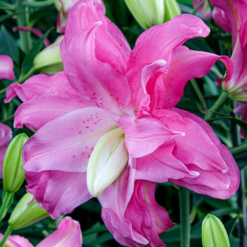 Lotus Lys Rose Doublés (10 bulbes parfumés), Vivace et rustique Bulbes de Lys, Mélange de Hollande pour jardin et balcon (gros, pas de graines)