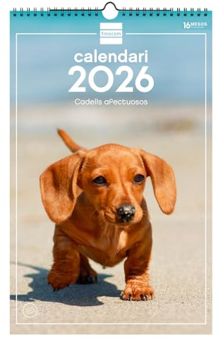 Finocam - Calendrier mural 2026 25 x 40 cm Mois vue janvier - décembre 2026 + septembre 2026 - Déc. 2025 (4 mois) réduits | Calendrier 2026 | Images Chiots - Catalan