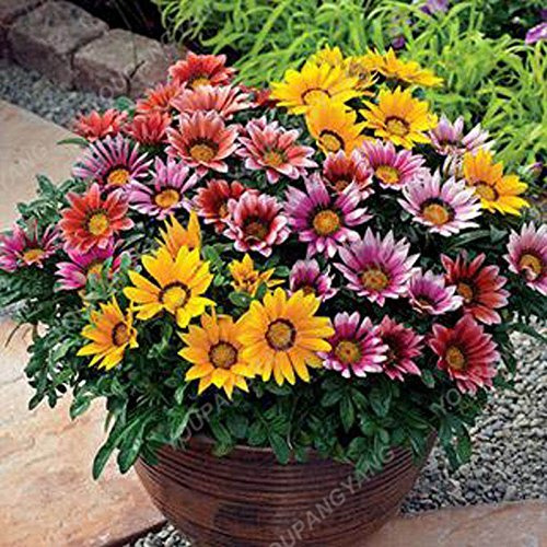 200PCS Regenbogen Crisantemo Samen Bonsai Blumensamen Topfpflanze Staude Blumen Für Hausgarten pflanzt freies Verschiffen 15