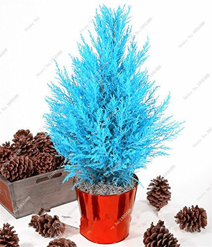 30 pièces bleu Cyprès semences jardin Décoration, Sapin de Noël Conifer Bonsai graines Fournitures Cour Terrasse