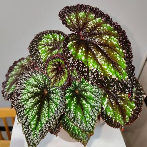 semillas de begonia resistentes jardines de rocas Begonia trucha variedades antiguas orgánicas semillas verano jardineros decoración 220pcs