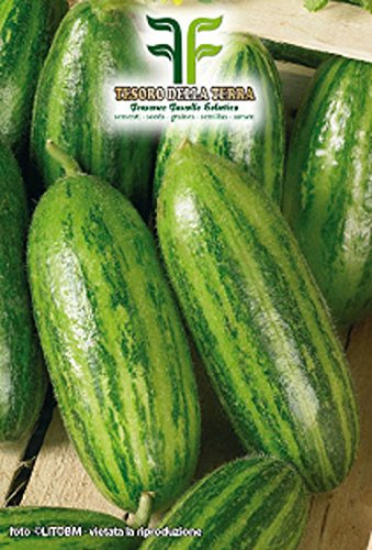 Semi Carosello Spuredda Tarantino - Cucumis melo var - Adzhur In Confezione Originale Prodotto in Italia - Caroselli