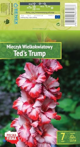 AGRONOM | GLADIOLI - TED'S TRUMP | Bulbi da fiore perenni | Fiori rosa | Coltivati in giardini fioriti, prati fioriti | 7 bulbi