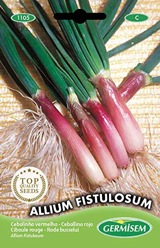 Germisem graines Ciboule rouge ALLIUM FISTULOSUM