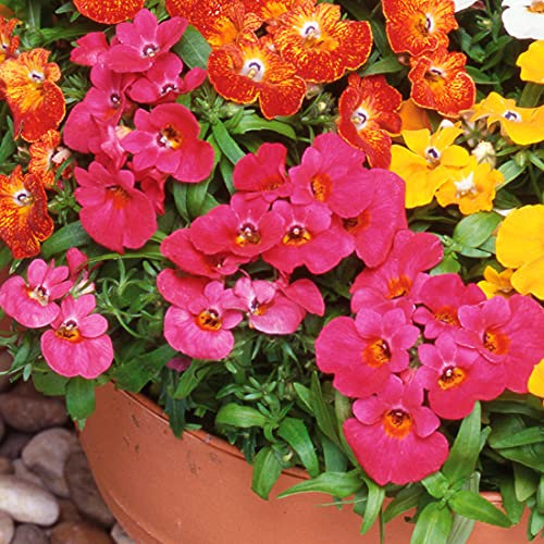 Welldales 100 Mixed Perennial Flower Seeds Scented UK Hardy Colourful Nemesia Strumosa