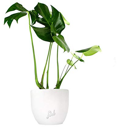 Filodendro Monstera Deliciosa Altezza 45 cm, Pianta Vera, Pianta da Interno, Vaso Artigianale in Terracotta - Bianco Perlato