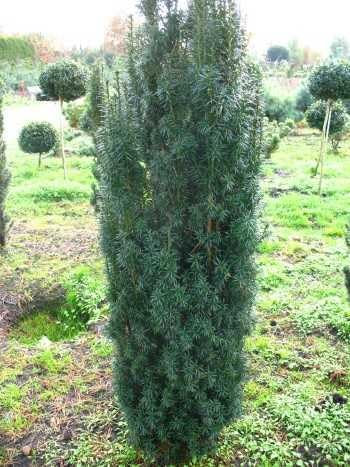 Säuleneibe grün Taxus baccata Fastigiata Robusta 80-90 cm mit Ballen