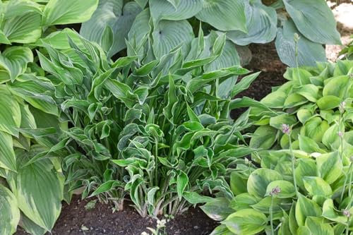 Hosta 'Praying Hands' 11x11 cm Topf – Winterhart, Mehrjährig, Pflegeleicht – Funkie – Staude für Schattenbeet & Kübel