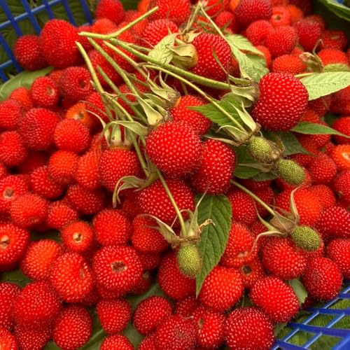 semi di fragola selvatica - esterno raro decorazione 800pcs