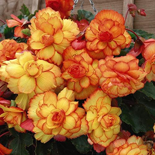 Begonia Tubers Orange Blooms Summer Flowering Cascading Fireball Garden Plants Half-Hardy Tuber Corms Garden Plants Easy to Grow Your Own 10x Tubers by Thompson and Morgan