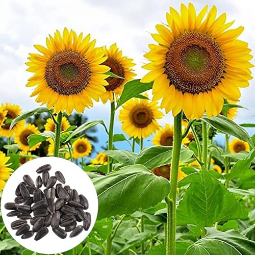 Lot de 200 graines de tournesol, adaptées aux pots et à l'extérieur, idéales pour balcon, terrasse, petit jardin