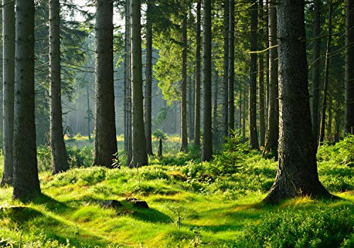 wandmotiv24 Fototapete Wald Stämme Wiese, XXL 400 x 280 cm - 8 Teile, Wanddeko, Wandbild, Wandtapete, Grün, Stamm, Bäume M5674