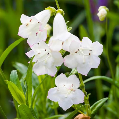 Penstemon Snowstorm - Hardy Perennial for Gardens - White Bell-Shaped Flowers - Flowering Outdoor Plant in Pot (9cm Pot, 10-20cm)