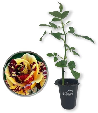 Simsalabim Rose Bush - Live Starter Plant in a 2 Inch Growers Pot - Beautifully Fragrant Hybrid Tea Rose - A Versatile Beauty with Large Blooms