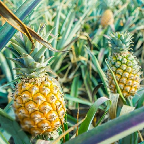 semillas piña, semillas de resistentes para jardín, raras columnares 60pcs