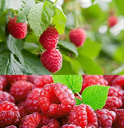 6 x Raspberry Polka Bare Root Cane - Grow Your Own Raspberries - Bare Root Raspberry Runner - Fruit Plant (Regular Packaging)