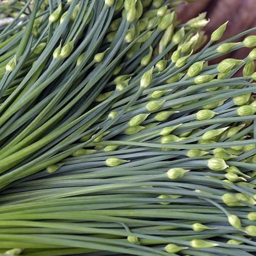 TomorrowSeeds - Chinese Garlic Chives Seeds - 1000+ Count - for 2026 Planting Dah Yeh Broad Leaf Jiuchai Tuberosum Rottler USA Perennial Herbs Flower Green Onion Scallion Asian Chive Leek