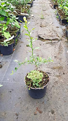 Citrus australasica 'Faustrime' greffé sur Poncirus trifoliata/Citronnier caviar Faustrime/Conteneur de 2 à 2.9 litres/Touffe