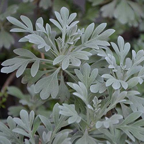 Samen, 300 Stück/Beutel Salbei-Kräuter-Samen, gute Ernte, gentechnikfrei, White Mountain Valley Salvia-Samen zum Pflanzen, zieht Bienen an – weiße Salbei-Samen