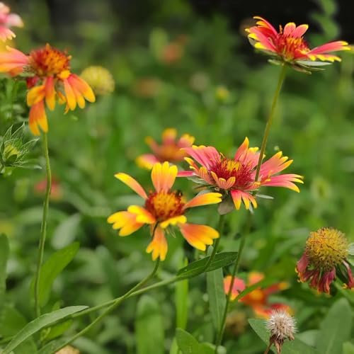 kokardenblume winterhart samen topfpflanzen draußen winterhart kokardenblume zierblumen blumendeko frühlingsblume, wildblumensamen bio saatgut blumenbeet gartenblumen, kräuterpflanzen 100pcs