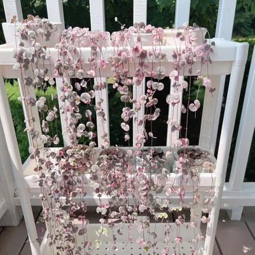 leuchterblume kaufen samen - ceropegia woodii - luftreinigende zimmerpflanzen steingartenpflanzen winterhart seltene pflanzen, hochbeet samen gartenpflanzen lianen dekoration dschungel 100pcs