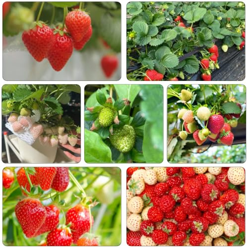fresas decorativas resistentes balcón camas elevadas semillas de comprar resistentes en al aire libre de jardín bonsái 225pcs