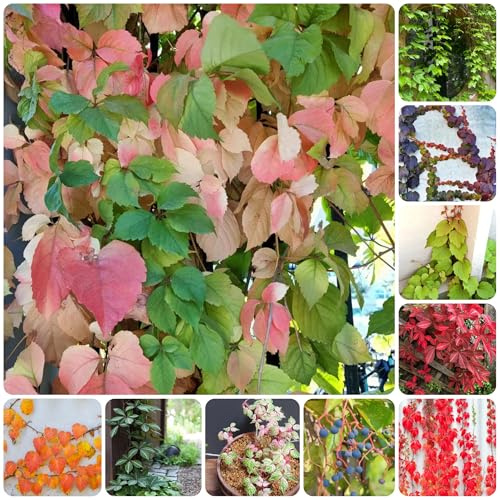 Parra virgen, enredadera de culantrillo - balcón lugares soleados Parthenocissus Quinquefolia de otoño, resistentes, con trepadora y resistente 500semillas