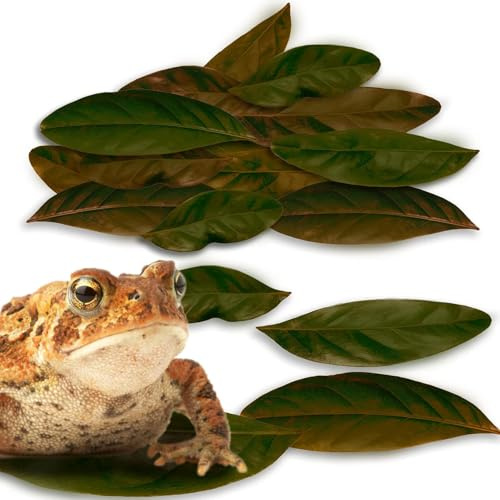 JOR Mahogany Leaves, Vivarium Leaf Litter for Frogs, Mixing with Substrate, Maintains Humidity and pH Levels, Creates Natural Bioactive Habitat, Additional Food (2” Small, 50 Pack, Mahogany Leaf)