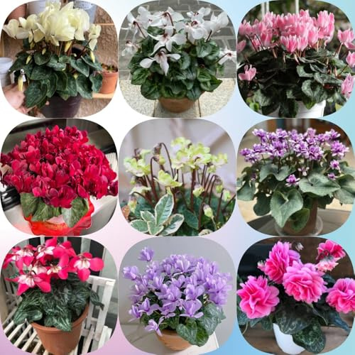 Semi di ciclamino - resistenti per giardini rocciosi ornamentali esotici semi di selvatici balcone rialzata con biologici, bomboniere 850pcs