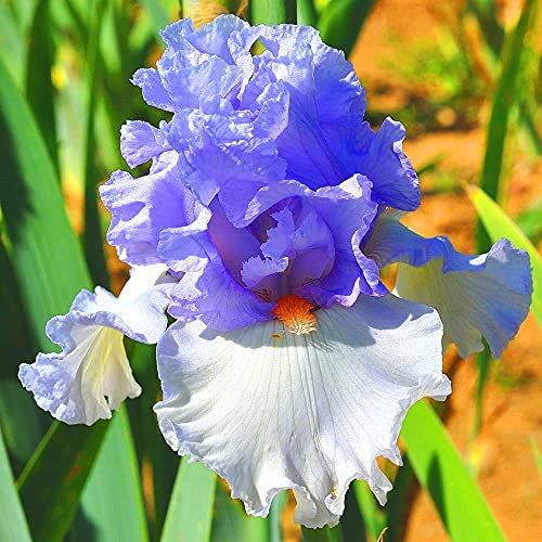 Iris Bulbi Fragranti Piante Popolari in Vaso Piantare Attraente in Autunno Abbastanza