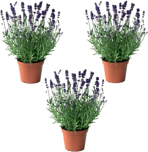 Mix Plant Indoor- PAck 3 plantes d'intérieur naturelles (P-5: Pack 3 Lavande Naturelle)